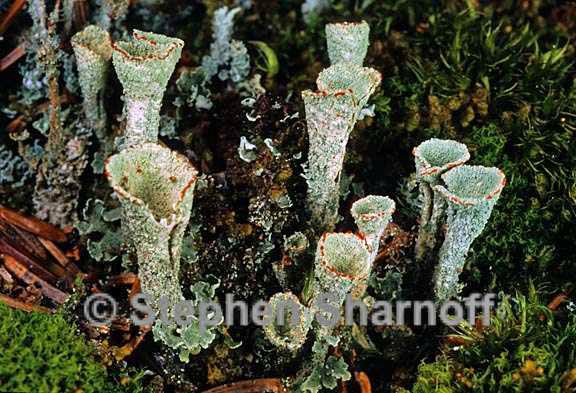 cladonia pleurota 3 graphic