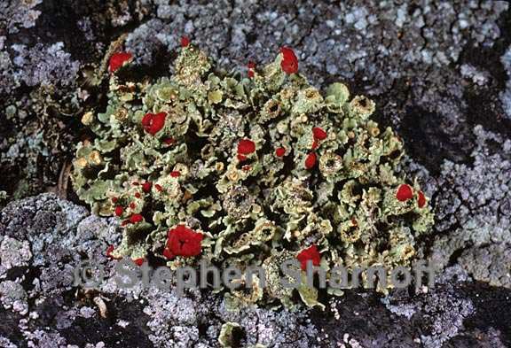 cladonia pleurota 4 graphic