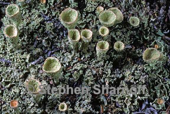 cladonia pleurota 5 graphic