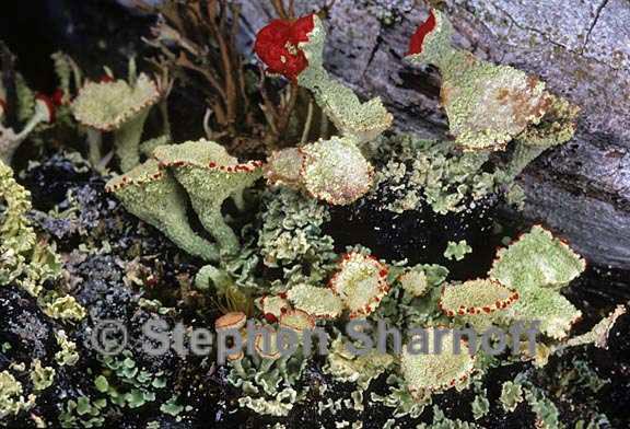 cladonia pleurota 6 graphic