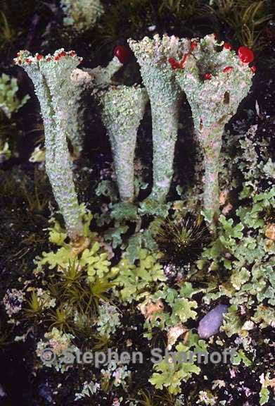 cladonia pleurota 7 graphic