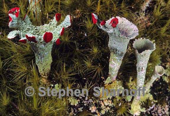 cladonia pleurota 8 graphic