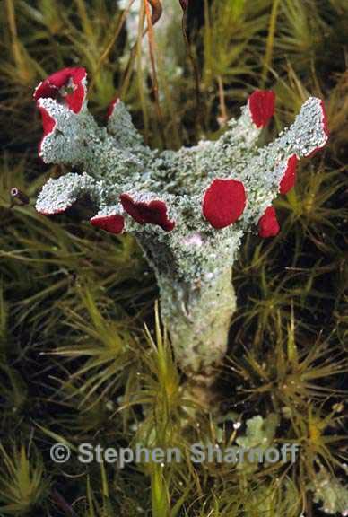 cladonia pleurota 9 graphic