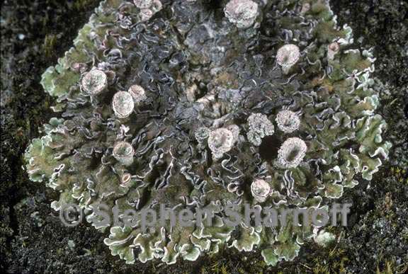 cladonia pocillum 1 graphic