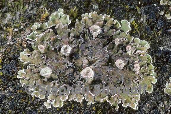 cladonia pocillum 3 graphic