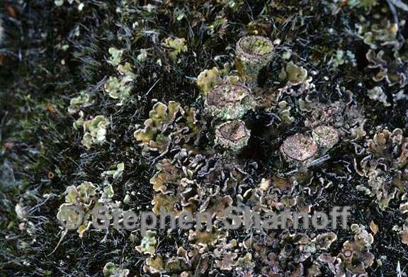 cladonia pocillum 5 graphic