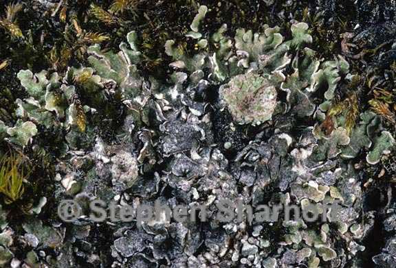 cladonia pocillum 6 graphic