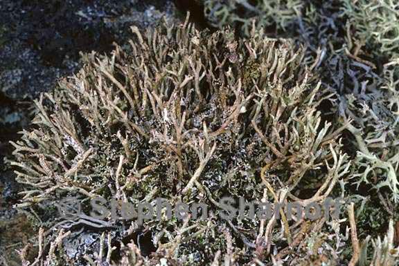 cladonia porocypha graphic