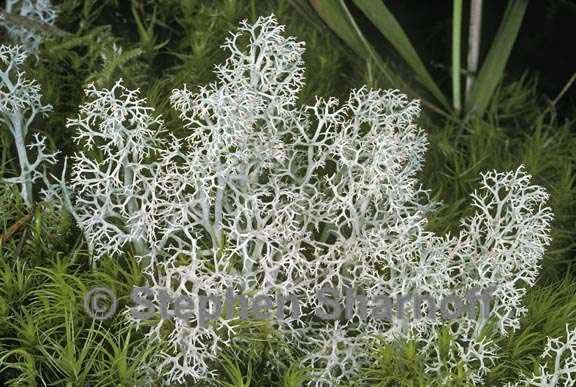 cladonia portentosa pacifica 1 graphic