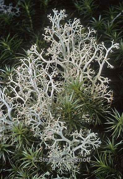 cladonia portentosa pacifica 12 graphic