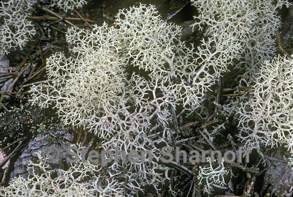 cladonia portentosa pacifica 2 graphic