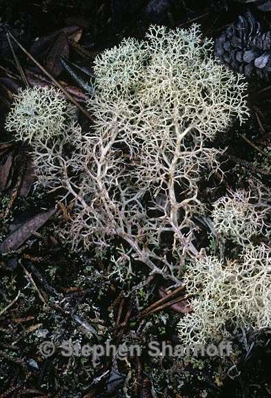 cladonia portentosa pacifica 2a graphic