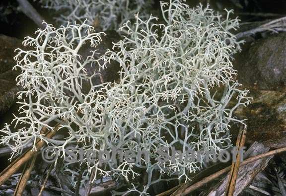 cladonia portentosa pacifica 3 graphic