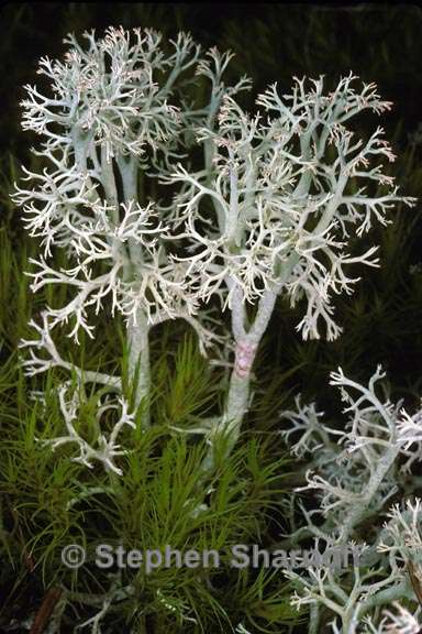 cladonia portentosa pacifica 4 graphic