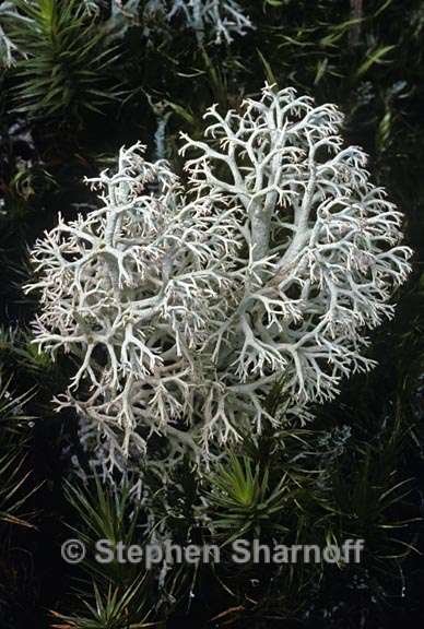 cladonia portentosa pacifica 6 graphic