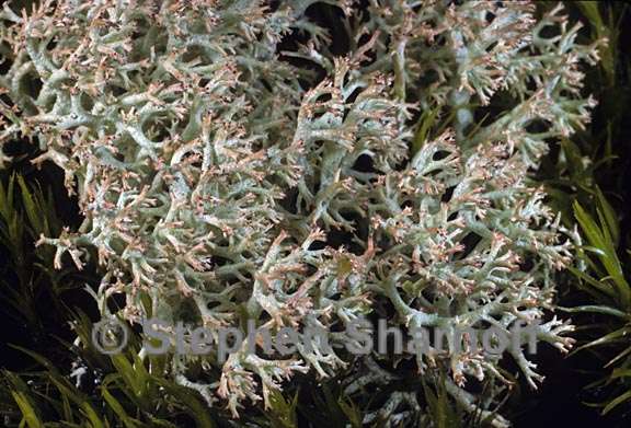 cladonia portentosa pacifica 7 graphic