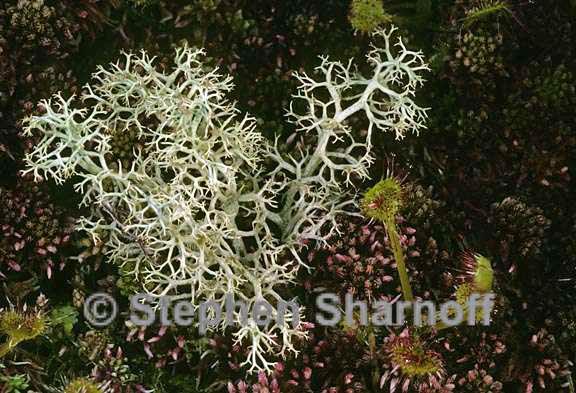 cladonia portentosa pacifica 9 graphic