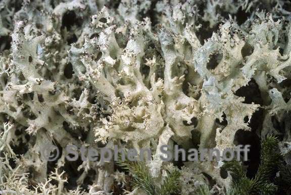 cladonia portentosa strictu 2 graphic