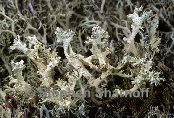 cladonia portentosa sensu stricto 3 graphic