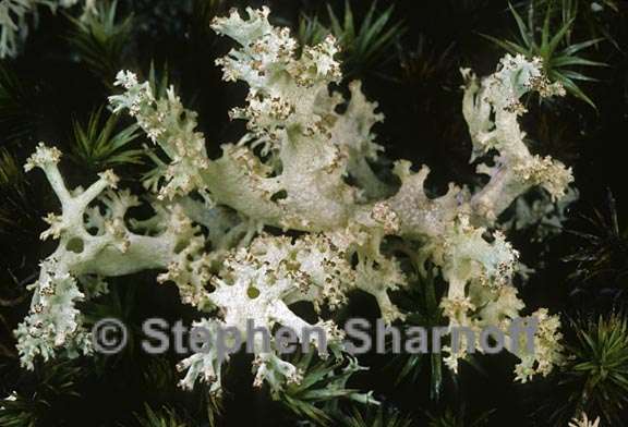 cladonia portentosa sensu stricto 4 graphic