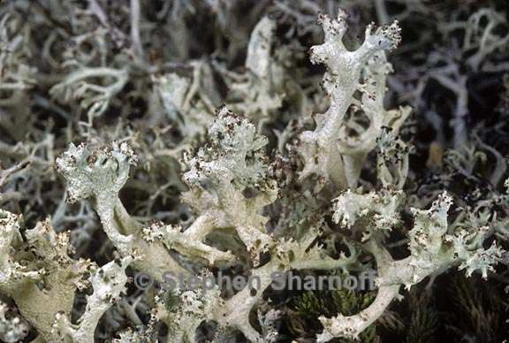 cladonia portentosa sensu stricto 5 graphic