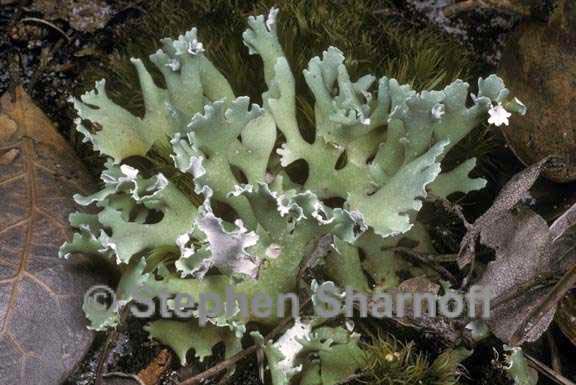 cladonia prostrata 1 graphic