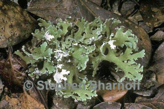 cladonia prostrata 2 graphic