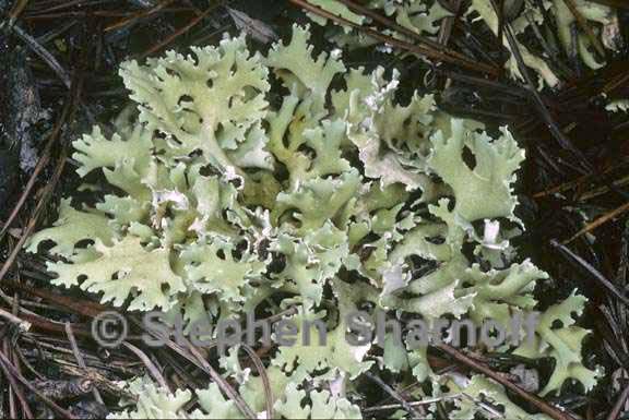 cladonia prostrata 3 graphic