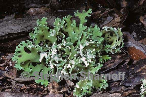 cladonia prostrata 4 graphic