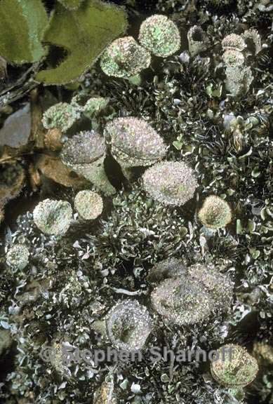 cladonia pyxidata 2 graphic