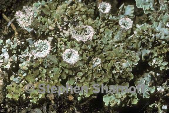 cladonia pyxidata 3 graphic