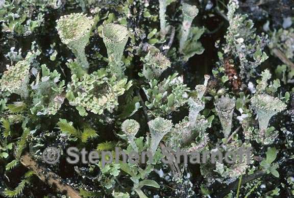 cladonia pyxidata 4 graphic