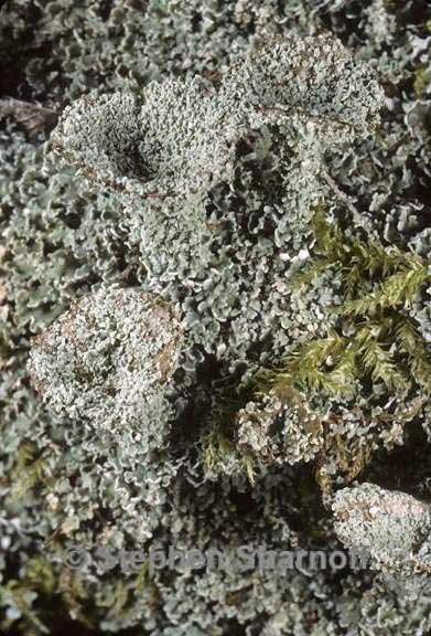 cladonia pyxidata 5 graphic