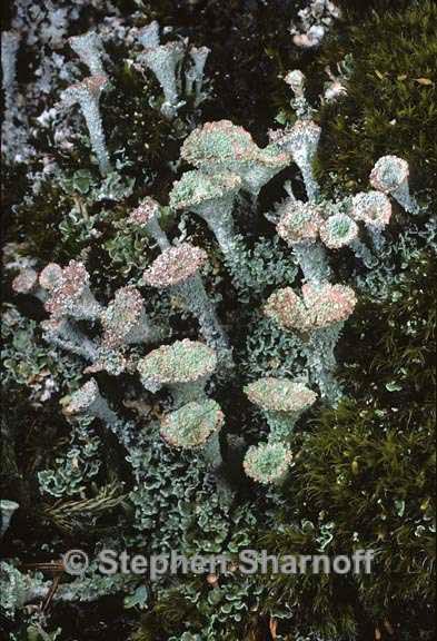 cladonia pyxidata 6 graphic