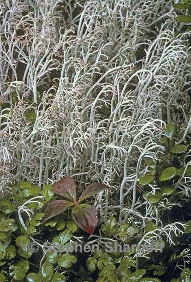 cladonia rangiferina 1 graphic