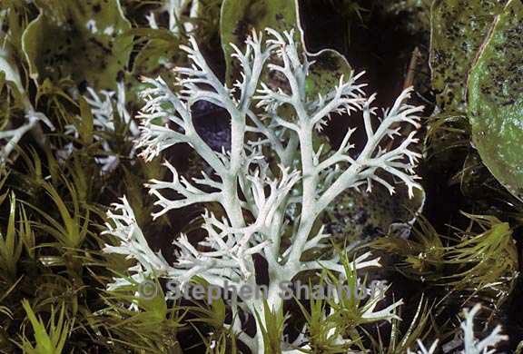 cladonia rangiferina 12 graphic