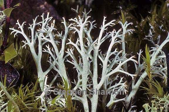 cladonia rangiferina 13 graphic