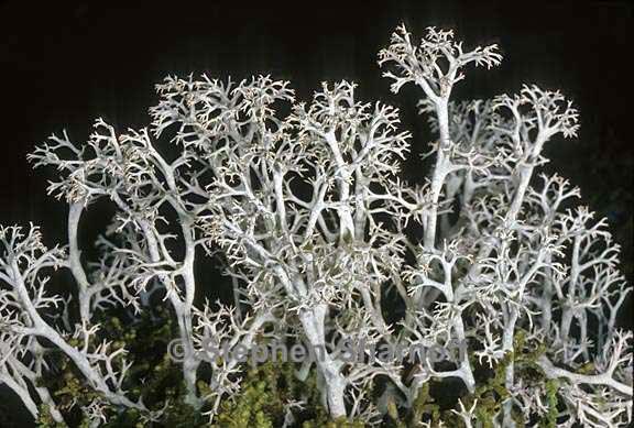 cladonia rangiferina 15 graphic