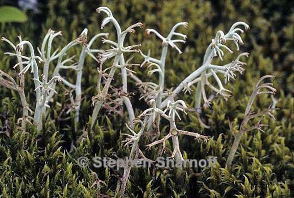 cladonia rangiferina 16 graphic