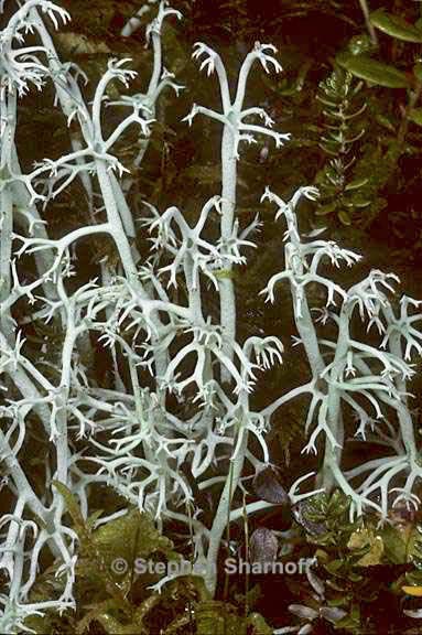 cladonia rangiferina 18 graphic