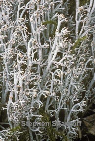 cladonia rangiferina 2 graphic