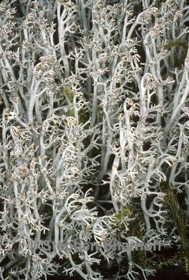 cladonia rangiferina 3 graphic