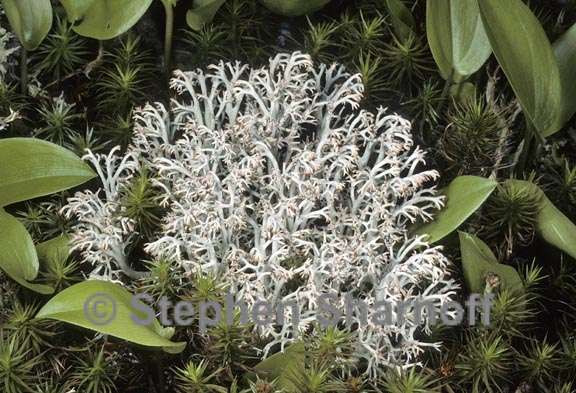 cladonia rangiferina 5 graphic