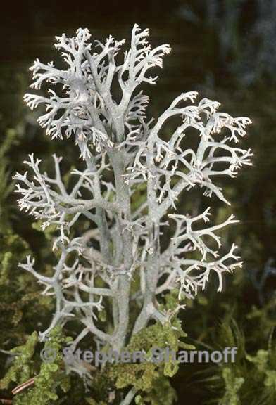 cladonia rangiferina 6 graphic