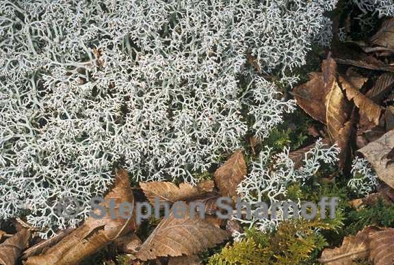 cladonia rangiferina southern graphic