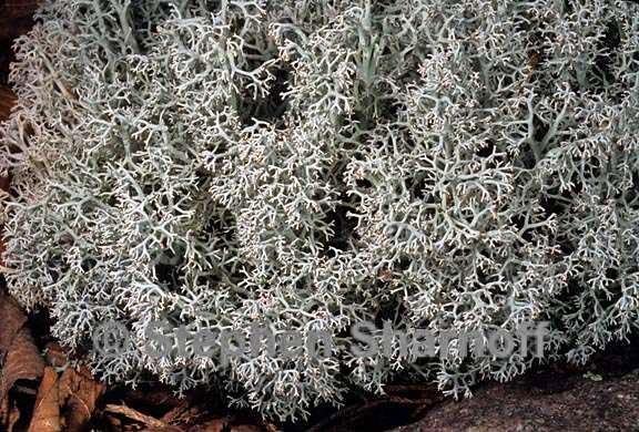 cladonia rangiferina 9 south graphic