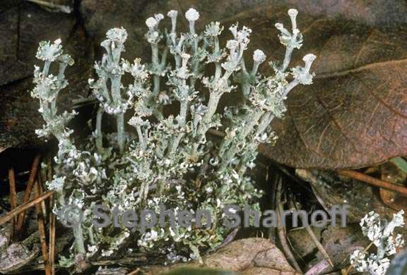 cladonia rappii 1 graphic