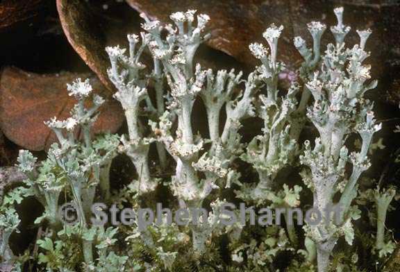 cladonia rappii 2 graphic