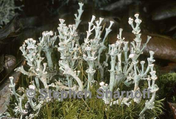 cladonia rappii 3 graphic