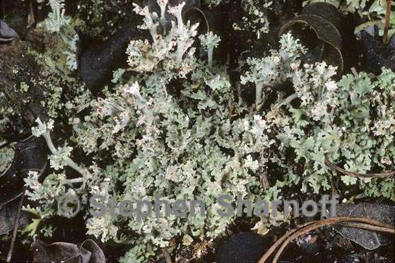 cladonia rappii 4 graphic